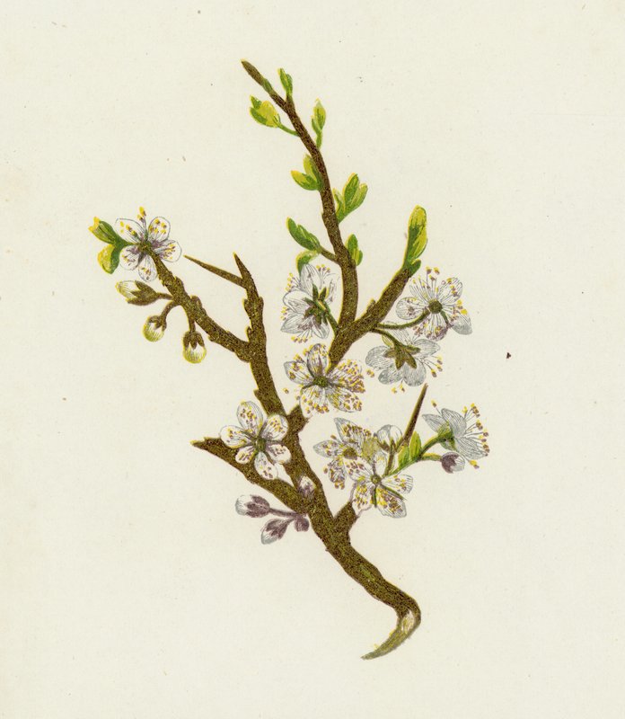 Trnka, nebo Sloe, Prunus Spinosa od English School