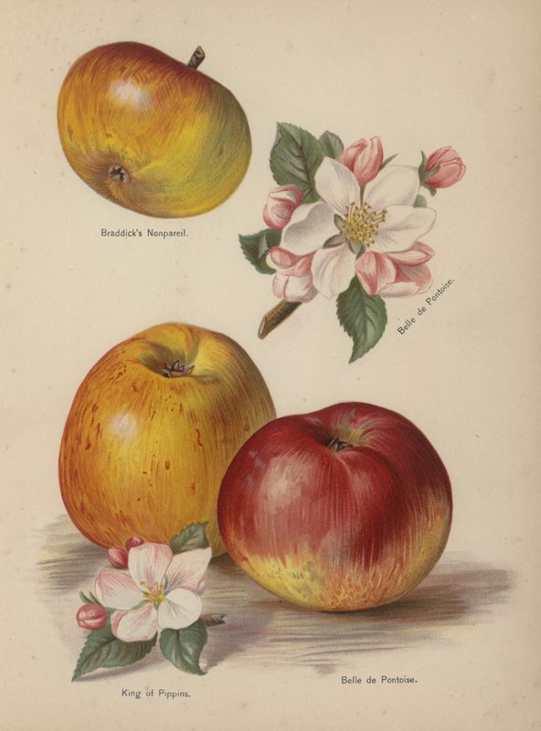 Braddicks Nonpareil, Belle de Pontoise, král Pipinů od English School