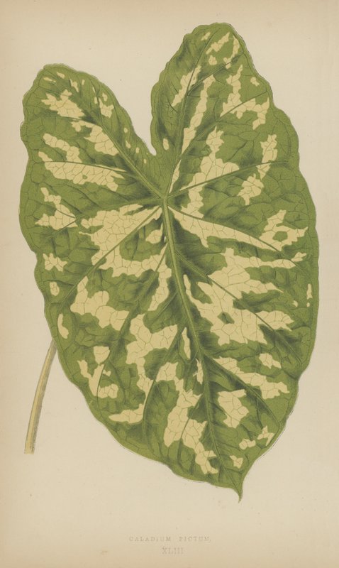 Caladium Pictum od English School