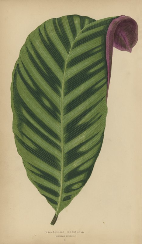 Calathea Zebrina, Maranta zebrina od English School