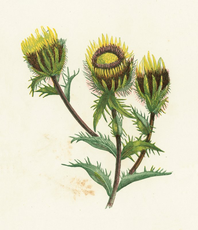 Carline Thistle, Carlina Vulgaris od English School