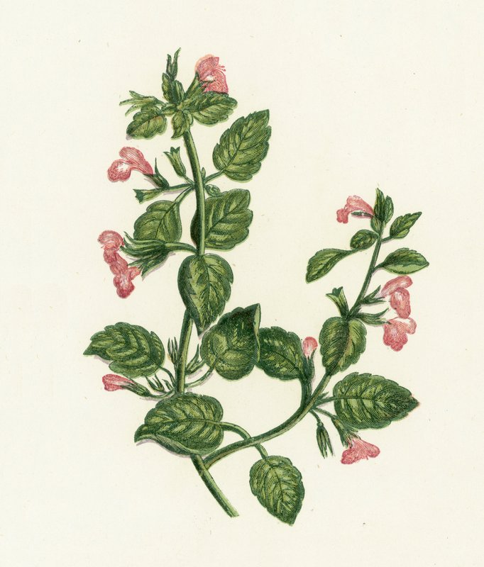 Calaminet obecný, Calamintha Officinalis od English School