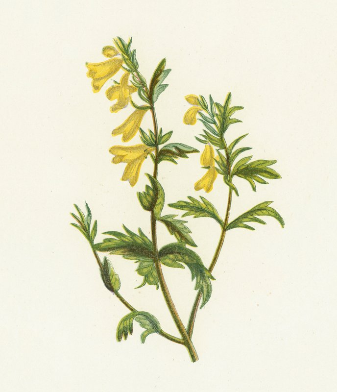 Pšenice obecná, Melampyrum Pratense od English School