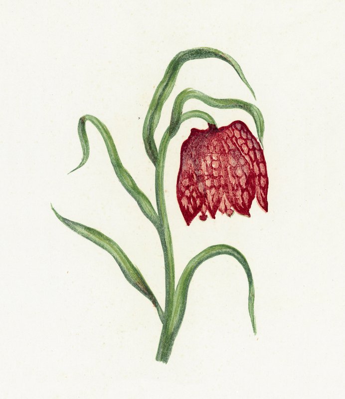 Fritillaria, Fritillaria Meleagris od English School