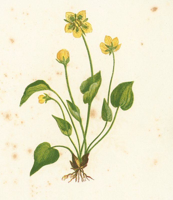 Obyčejná tráva Parnassus, Parnassia Palustris od English School