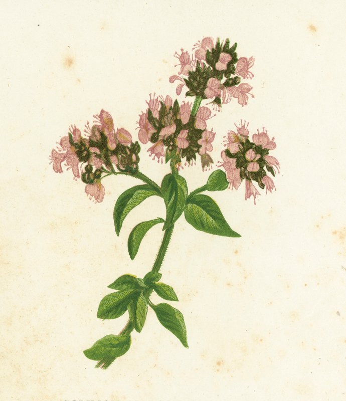 Majoránka obecná, Origanum vulgare od English School