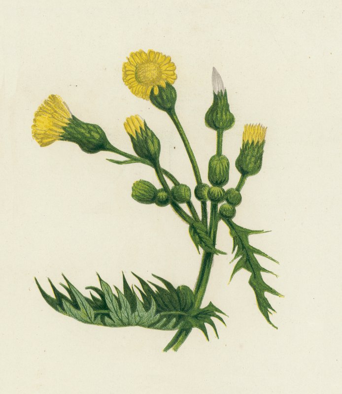 Ostropestřec obecný, Sonchus Oleraceus od English School