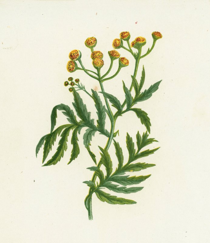 Tansy, Tanacetum Vulgare od English School