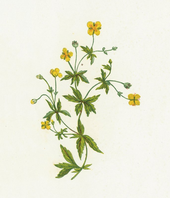 Tormentil obecný, Tormentilla Officinalis od English School