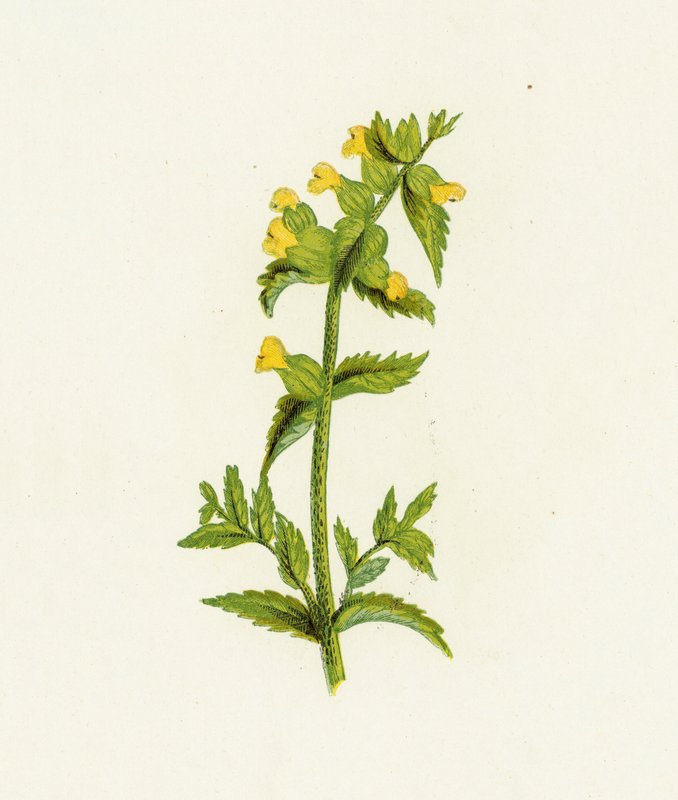 Chřestýš žlutý, Rhinanthus Crista-Galli od English School
