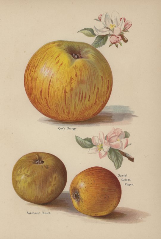 Coxs Orange, Sykehouse Russet, Scarlet Golden Pipin od English School
