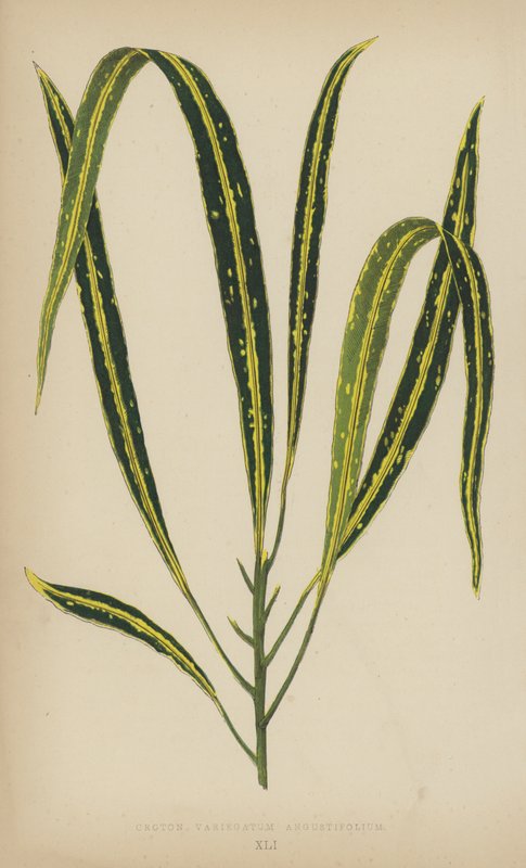 Croton Variegatum Angustifolium od English School