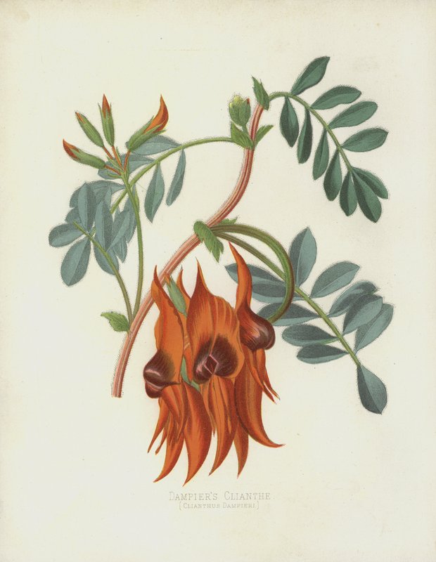 Dampiers Clianth, Clianthus Dampieri od English School