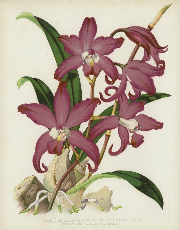 Tmavě zbarvená odrůda podzimní laelie, Laelia Autumnalis, var Atro-Rubens od English School