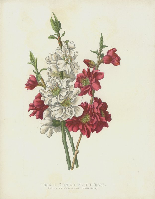 dvojité čínské broskvoně, Amygdalus Persica; Flore Semipleno od English School