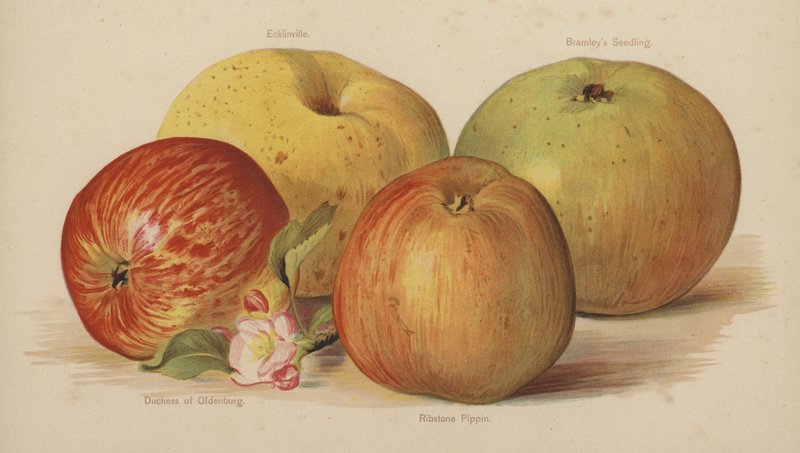 Ecklinville, Bramleys Seedling, vévodkyně z Oldenburgu, Ribstone Pipin od English School