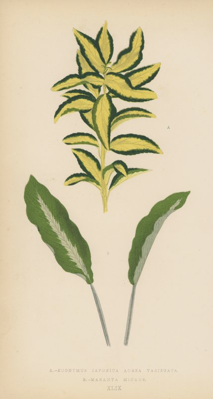 Euonymus Japonica Aurea Variegata Maranta Micans od English School