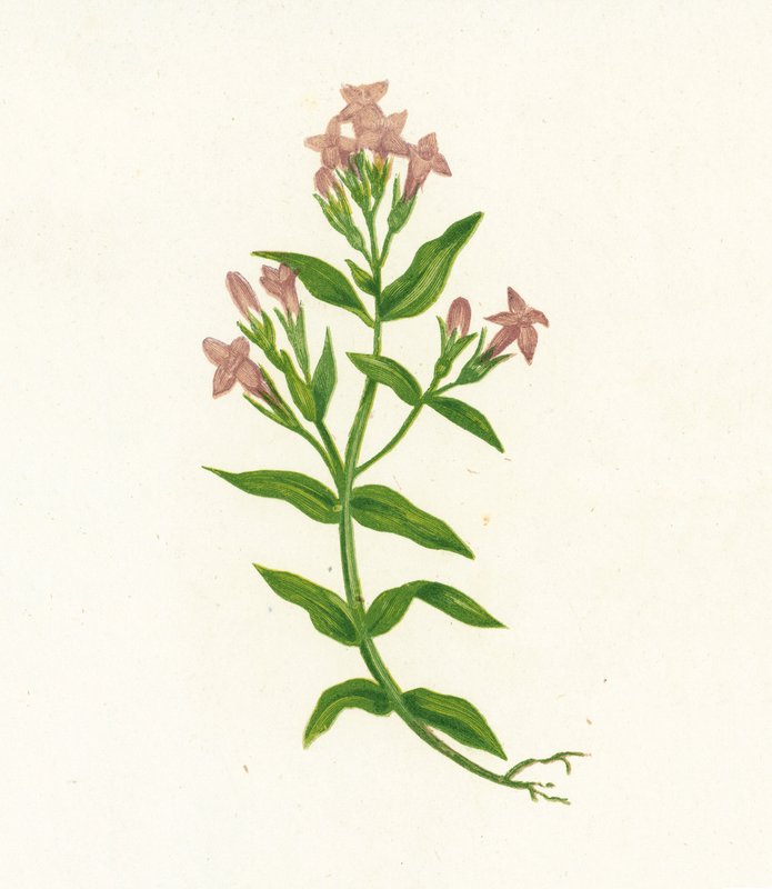 Hořec polní, Gentiana Campestris od English School