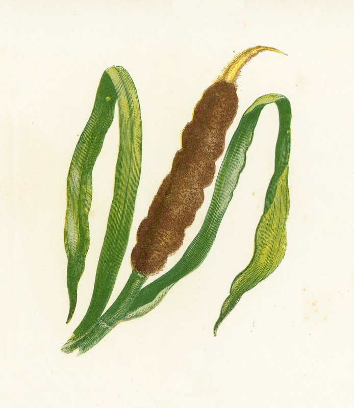 Great Reed-Mace, nebo Cats-Tail, Typha Latifolia od English School