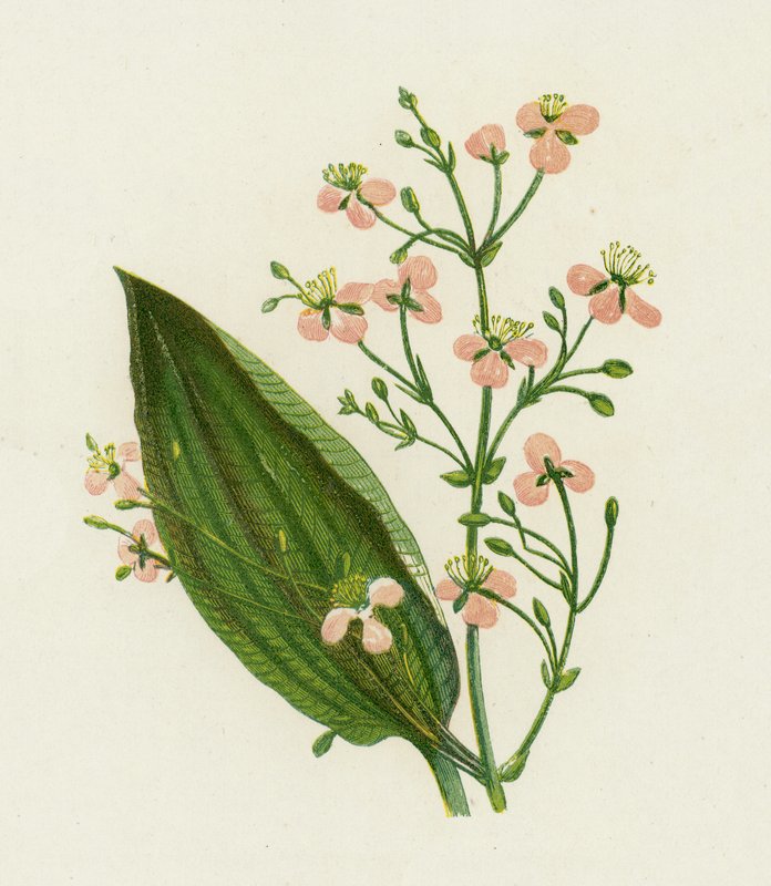 Jitrocel velký, Alisma Plantago od English School