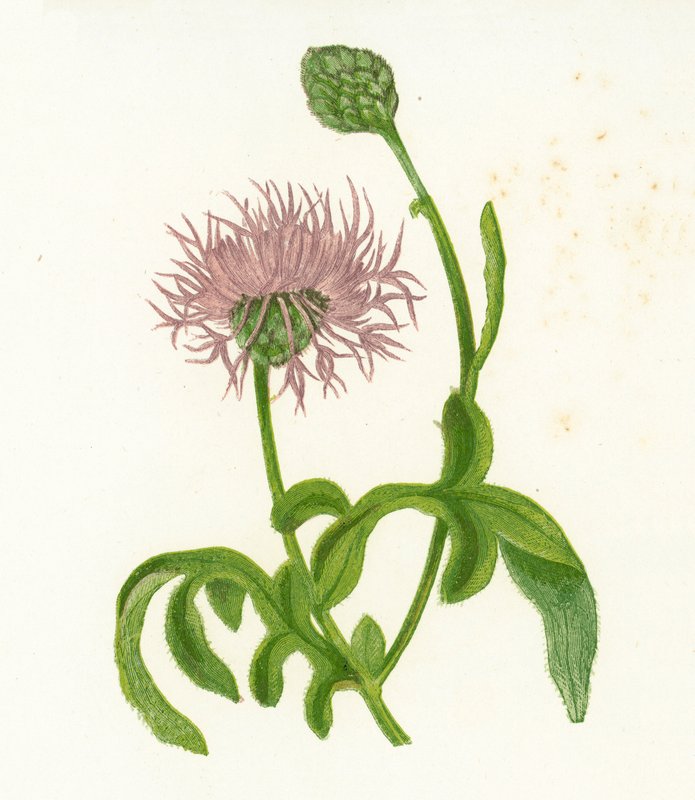 Chňapka větší, Centaurea Scabiosa od English School