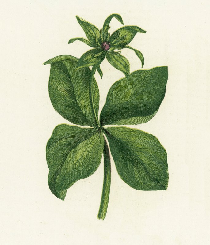 Herb Paris, Paris Quadrifolia od English School