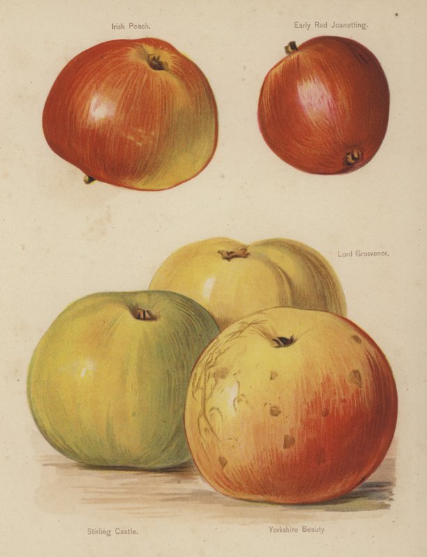 Irish Peach, Early Red Joanetting, Lord Grosvenor, Stirling Castle, Yorkshire Beauty od English School
