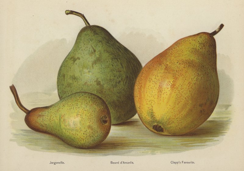 Jargonelle, Amanlis Butter, Favorite Clapps od English School