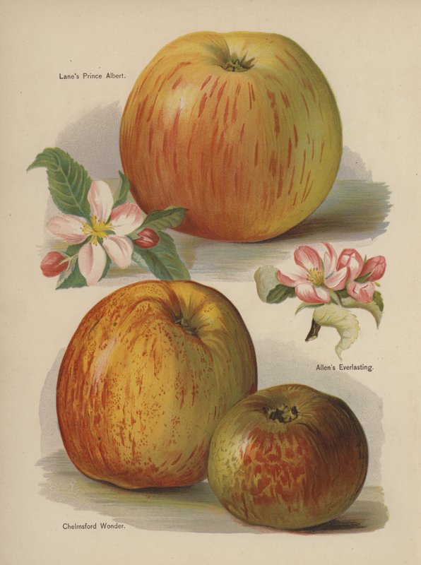 Lanes Prince Albert, Allens Everlasting, Chelmsford Wonder od English School