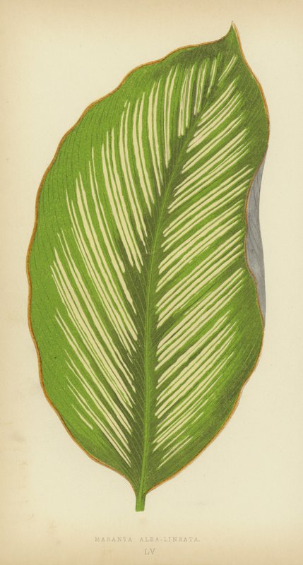 Maranta Alba-Lineata od English School