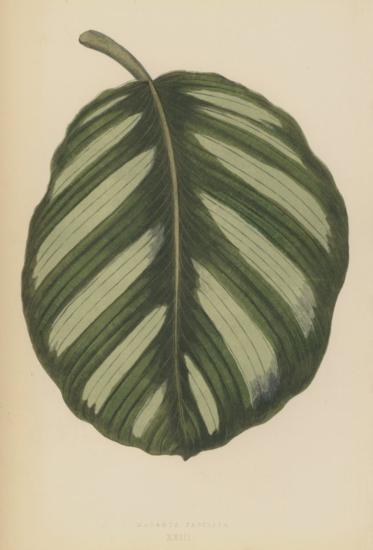 Počasí v Maranta Fasciata od English School