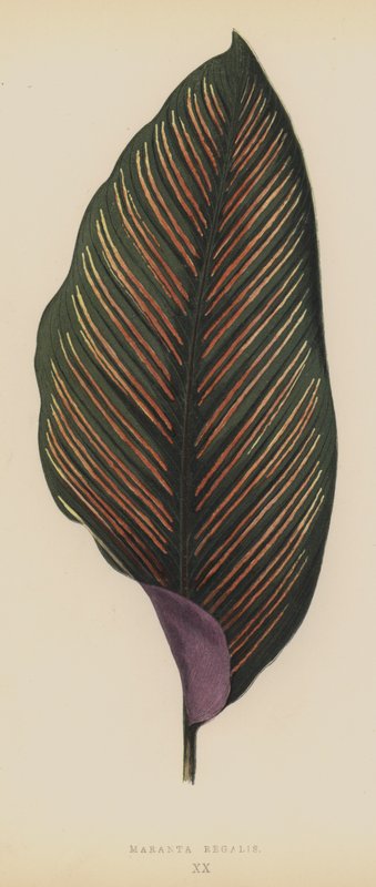 Maranta Royal od English School