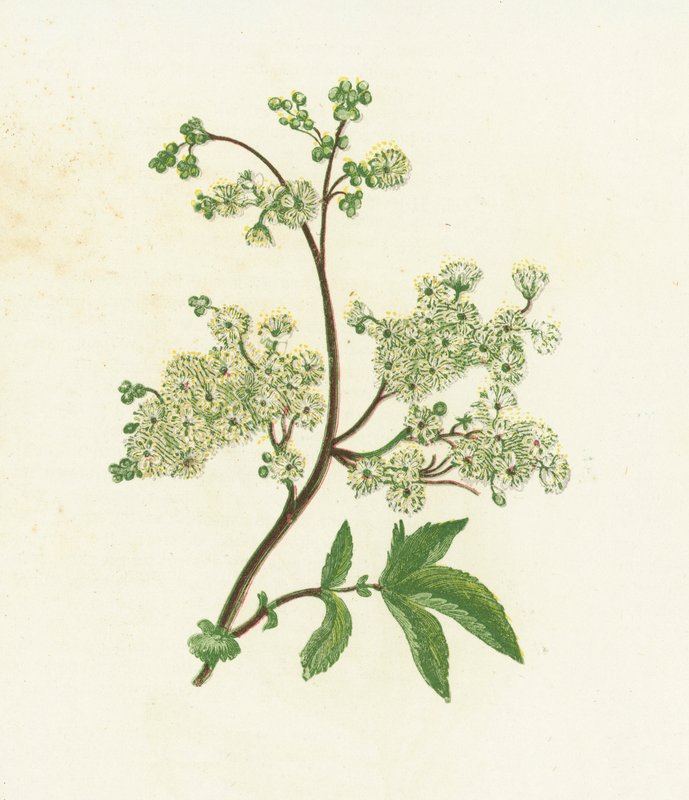 Sladká luční, nebo kaprník, Spiraea Ulmaria od English School