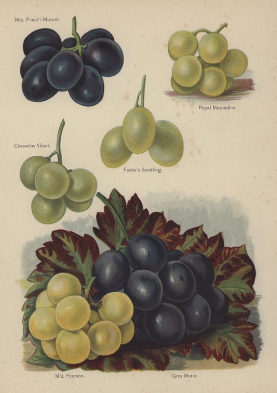 Paní Pinces Muscat, Royal Muscadine, Chasselas Vibert, Fosters Seedling, paní Pearson, Gros Maroc od English School