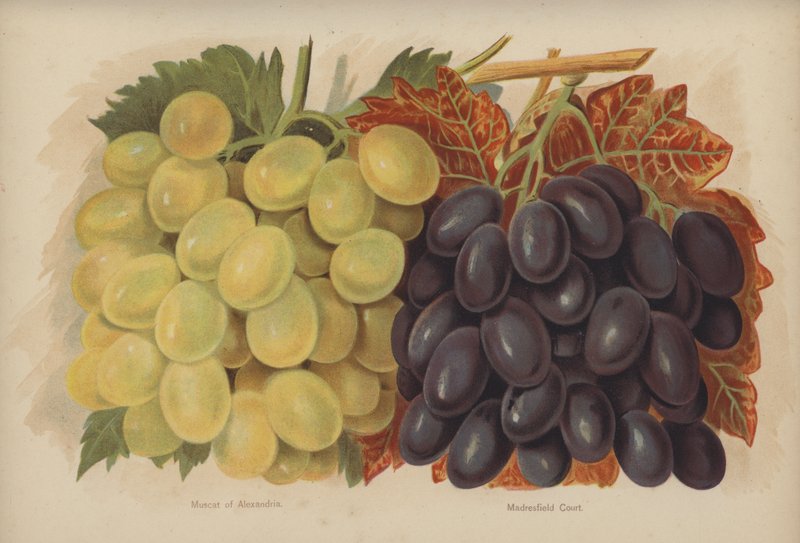 Muscat z Alexandrie, Madresfield Court od English School