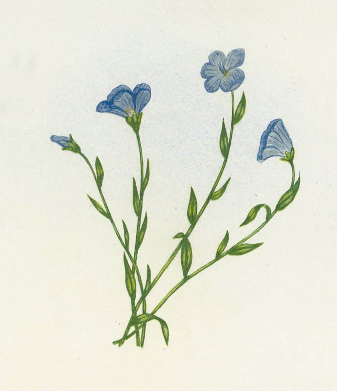 Len úzkolistý, Linum Angustifolium od English School