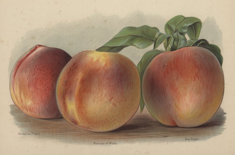 Nectarine Peach, princezna z Walesu, mořský orel od English School