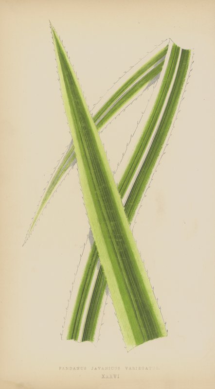 Pandanus Javanicus Variegatus od English School