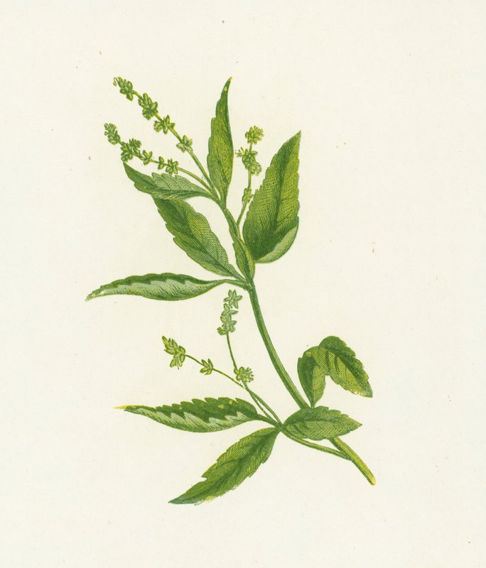 Trvalka, nebo psi Merkur, Mercurialis Perennis od English School