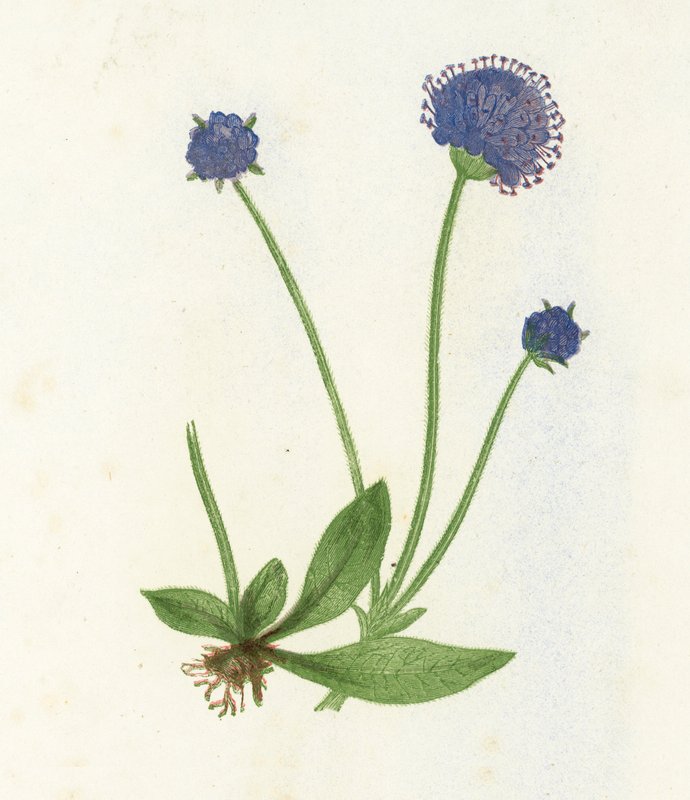 Premorse Scabious, Scabiosa Succisa od English School