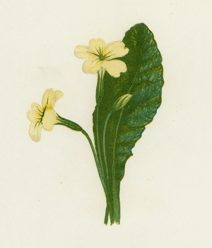 Prvosenka obecná, Primula vulgaris od English School