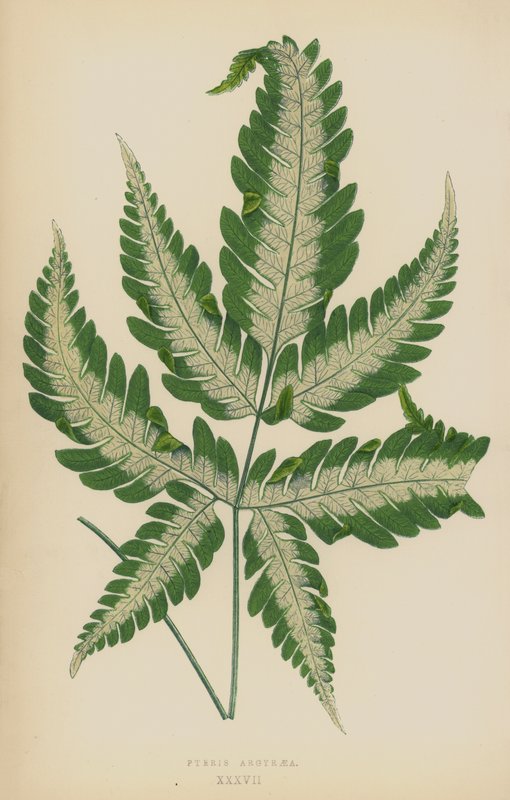 Pteris Argyraia od English School
