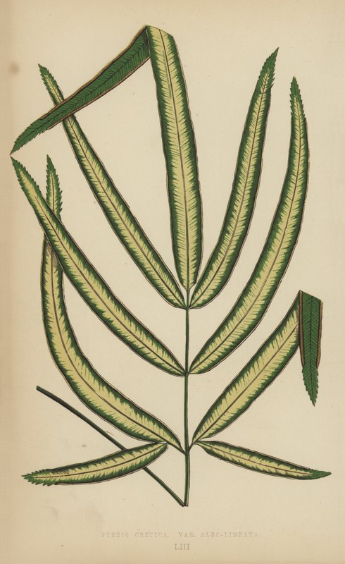 Pteris Cretica, odrůda Albo-Lineata od English School