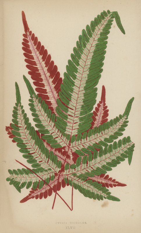 Pteris Tricolor od English School