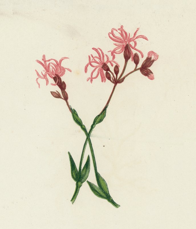 Ragged Robin, Lychnis Flos-Cuculi od English School