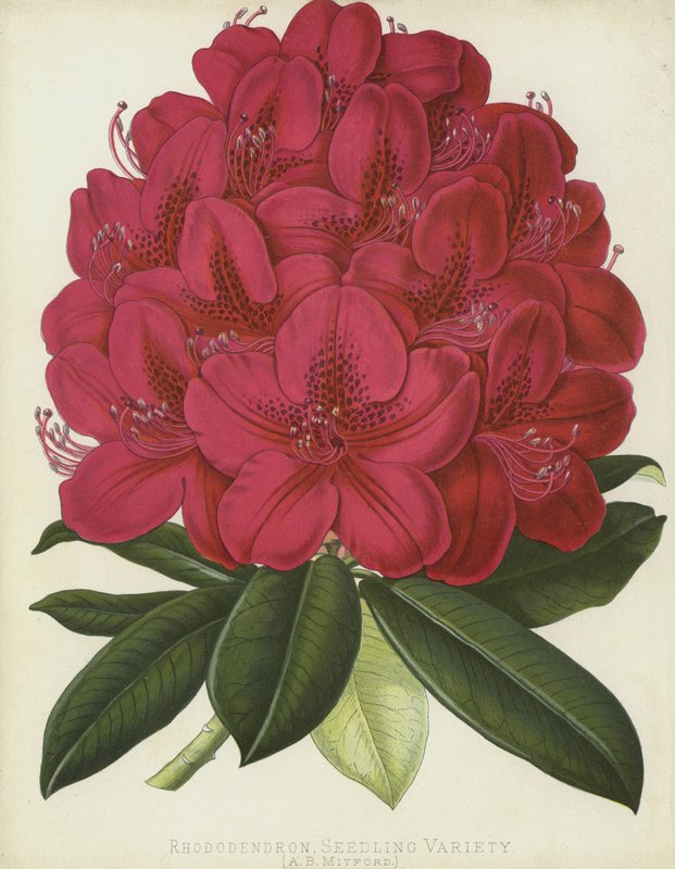 Rhododendron, Odrůda sazenic, A B Mitford od English School