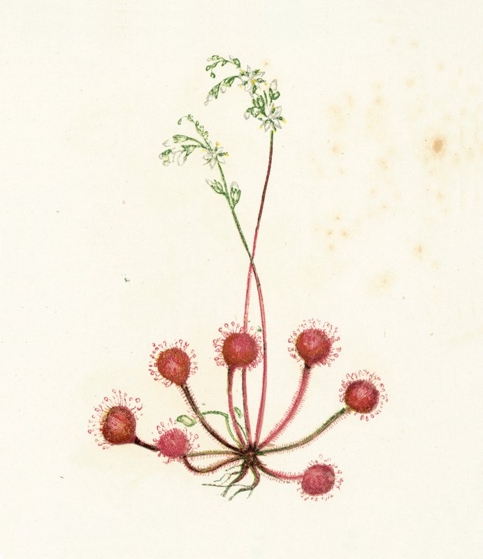 Rosnatka okrouhlolistá, Drosera Rotundifolia od English School