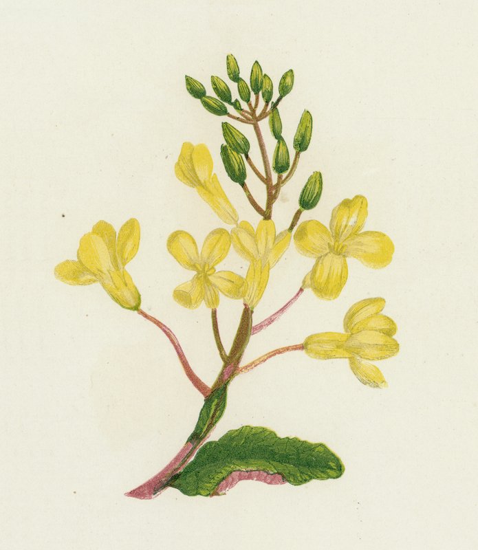 Mořské zelí, Brassica Oleracea od English School
