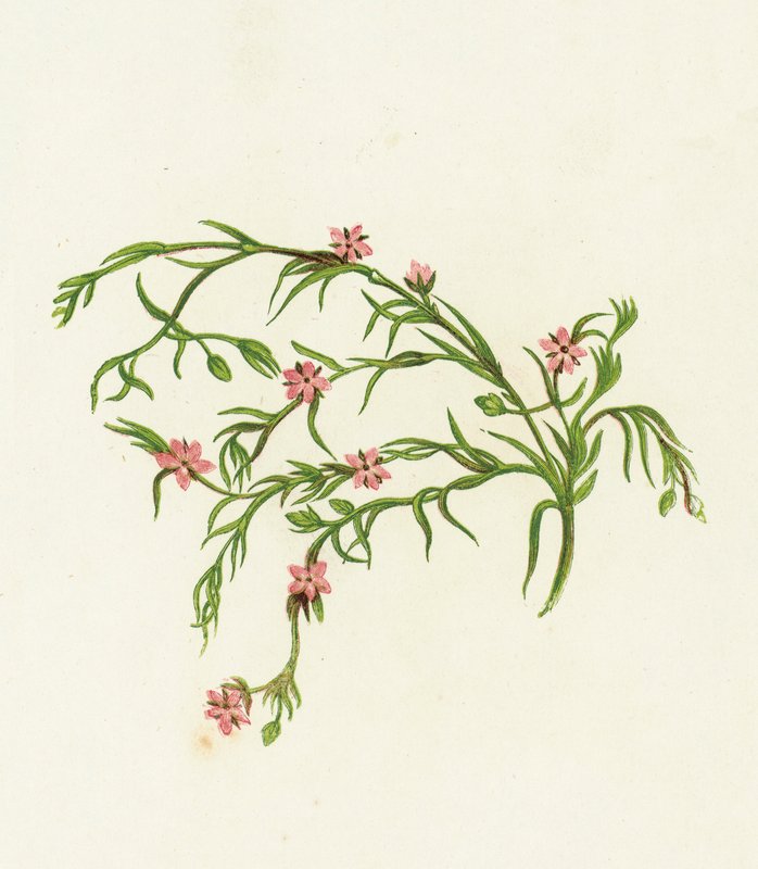 Sea Spurrey Sandwort, Arenaria Marina od English School