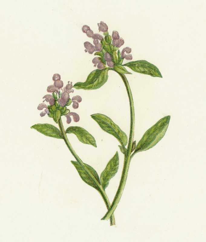 Self-Heal, Prunella vulgaris od English School